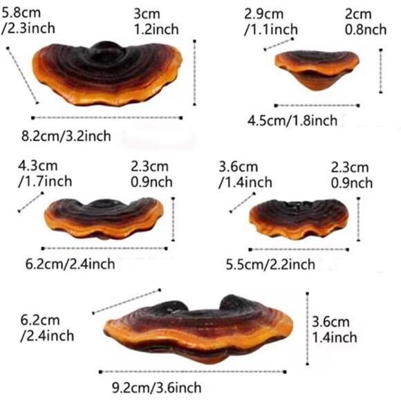 Set of 5 Mushroom Wall Shelves Small Floating Resin Shelves for Home Decor - Picture 3 of 7